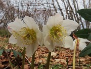 54 Helleborus niger -Ellebori